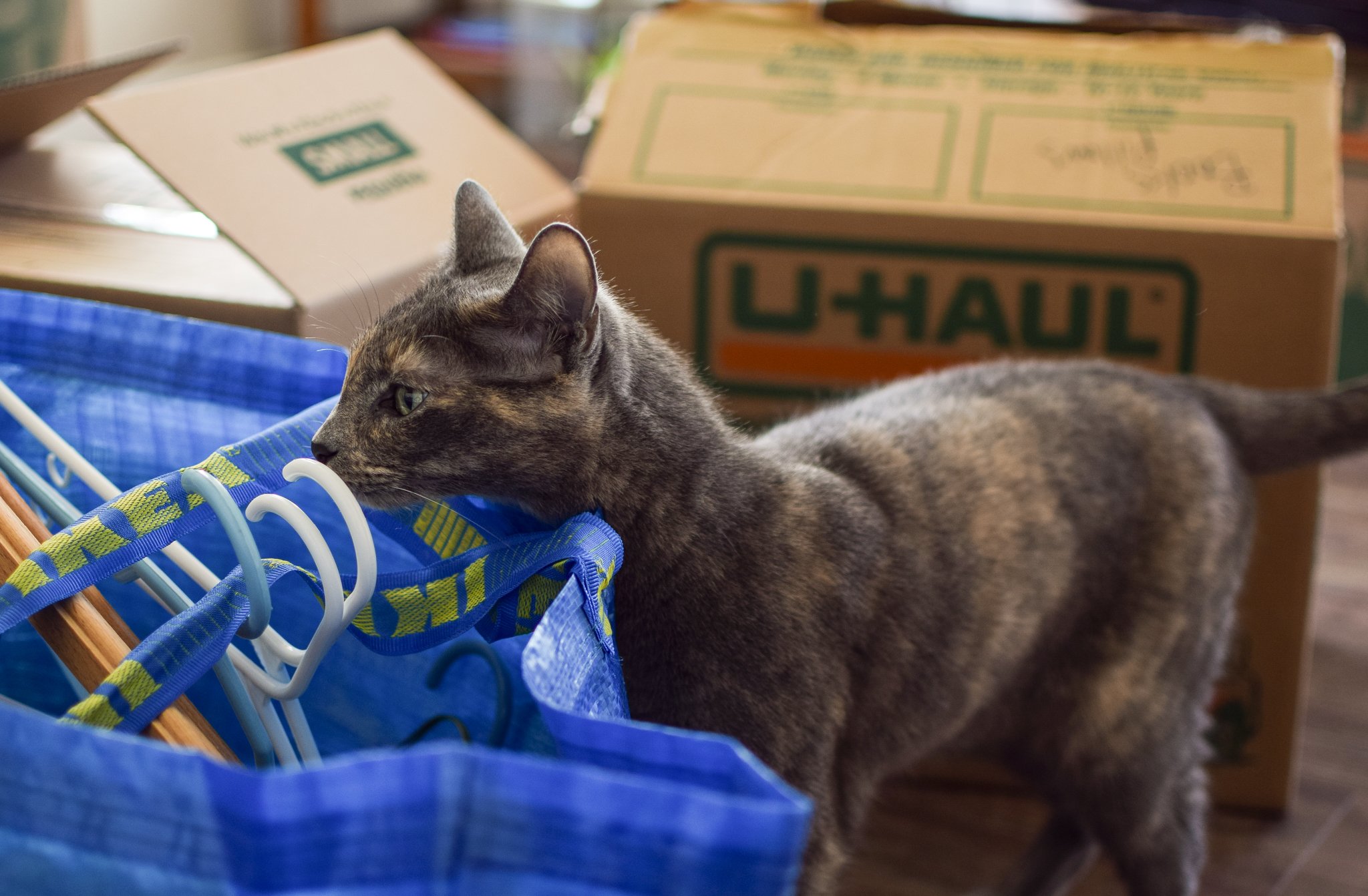 5 Make-Ahead Food Prep Ideas for Moving Day - Have food prepped and ready to eat on the day of your next move with these 5 ideas! - pmp.local