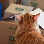 5 Make-Ahead Food Prep Ideas for Moving Day - Have food prepped and ready to eat on the day of your next move with these 5 ideas! - pmp.local