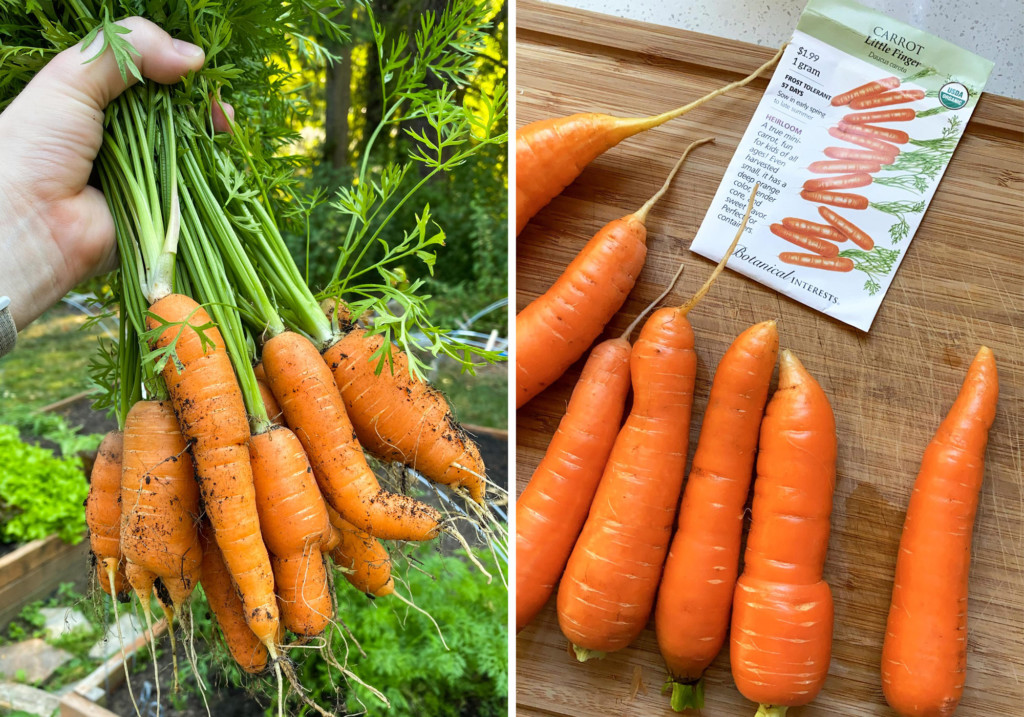 homegrown little finger carrots just pulled from the garden.